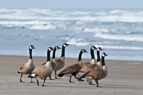 645 N Pacific St Townhouse Unit A image 3